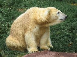 Polar Bear