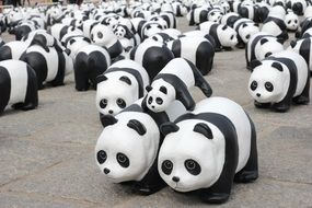 exhibition of pandas