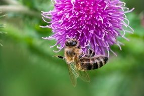 insect on purple thistle