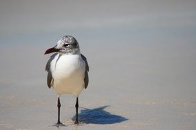 seabird on the beach