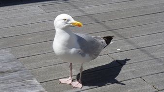 seagull on a wooden pier