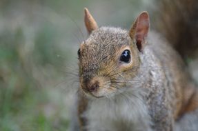 squirrel in a park in New York