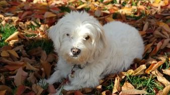White Pet lies on autumn leaves