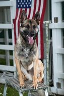trained german shepherd