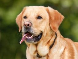 portrait of a light brown labrador
