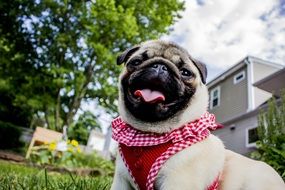 unmatched cute Pug