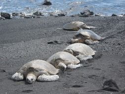 unmatched Turtles, hawaii