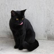 black cat sitting near the wall