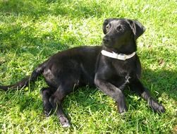 unmatched black Labrador Dog