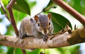 squirrel on a tree branch in Sri Lanka