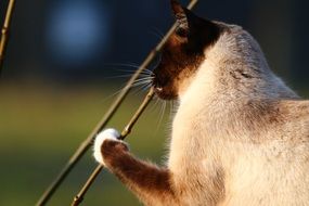 Cat Siamese Cat Play Road