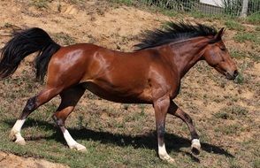 beautiful shiny horse galloping