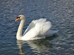 swan on the lake in the afternoon