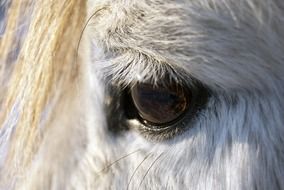 eye of a white horse close-up