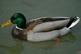 Mallard Duck on the pond