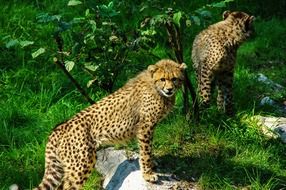 cheetah couple in the zoo