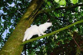 black and white cat climbing tree
