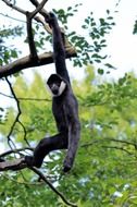 gibbon in the tropics