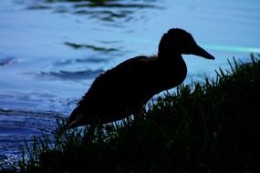 silhouette of a duck in the dark