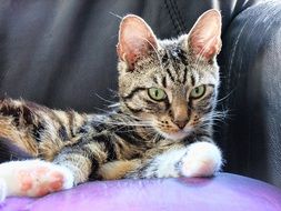 tired tabby cat