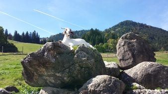 goat on stones on a green meadow on a sunny day