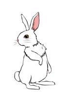 white rabbit on a white background