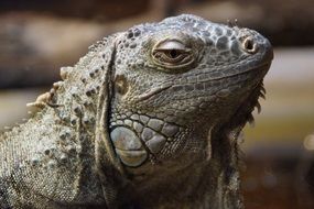 photo of iguana dragon