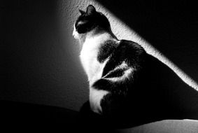 black and white cat on a white wall background