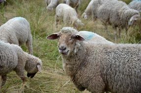 sheep on pasture close up