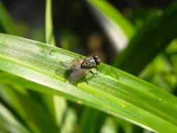 Close-up of the fly on a green oblong leaf