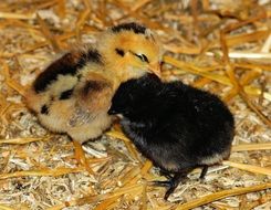 two small chickens on a straw