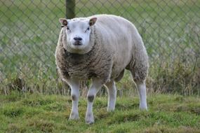 irish Sheep