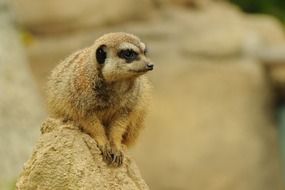 meerkat on a pile of sand