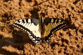 dovetail butterfly on the sand