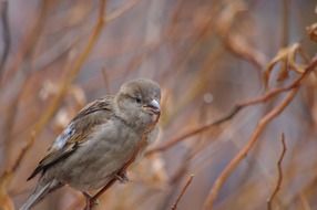 tiny sparrow on the branch