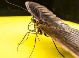 brown butterfly on the yellow surface