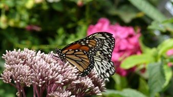 striped butterfly on a flower in the garden