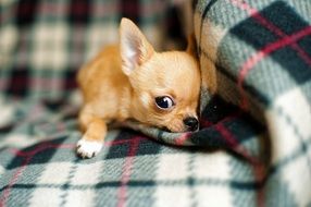 Chihuahua puppy is lying