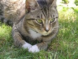 cat with expressive eyes on green grass