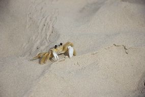 unmatched Crab Crustacea