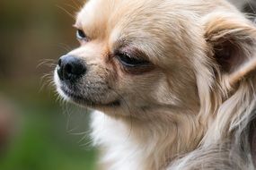 portrait of a little chihuahua