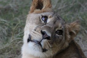 Wild Lioness in Safari