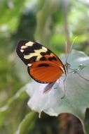 tropical orange butterfly on the green leaf