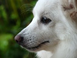 muzzle of white pomeranian