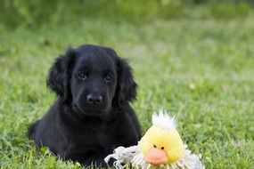 black puppy with a toy on green grass