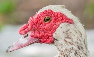 photo profile of muscovy duck