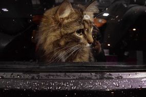 cat outside the window in the rain