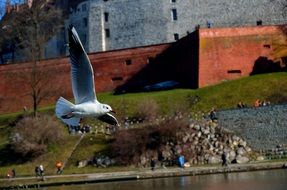 Seagull flying at the castle