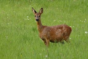 Animal Roe Deer