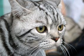 adorable striped British cat